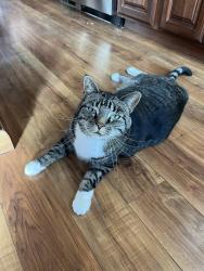 Lost Male Cat last seen New Haw Creek and Haw Creek Circle, Asheville, NC 28805