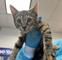 Shelter Stray Female Cat last seen Near Davidson Avenue, BRONX, NY, 10453, New York, NY 10029