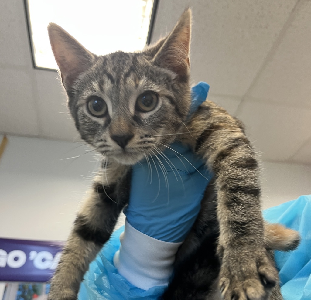 Shelter Stray Female Cat last seen Near Davidson Avenue, BRONX, NY, 10453, New York, NY 10029
