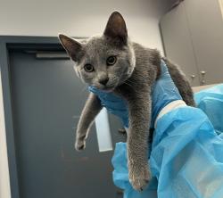 Shelter Stray Female Cat last seen Near Davidson Avenue, BRONX, NY, 10453, New York, NY 10029