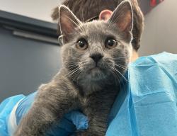 Shelter Stray Female Cat last seen Near Davidson Avenue, BRONX, NY, 10453, New York, NY 10029