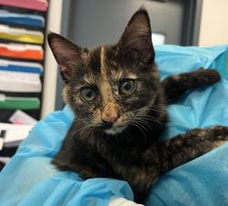 Shelter Stray Female Cat last seen Near Davidson Avenue, BRONX, NY, 10453, New York, NY 10029