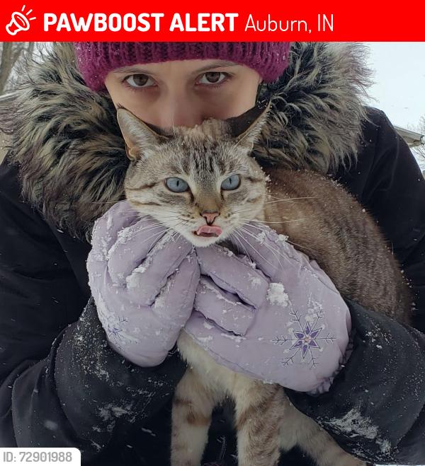 Lost Female Cat last seen Indiana Ave, Philip, Auburn, IN 46706