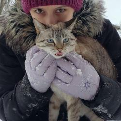 Lost Female Cat last seen Indiana Ave, Philip, Auburn, IN 46706