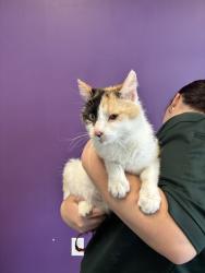 Shelter Stray Female Cat last seen Near S 900 W, SALT LAKE CITY, UT, 84104, Taylorsville, UT 84123