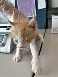 Shelter Stray Male Cat last seen Near S 900 W, SALT LAKE CITY, UT, 84104, Taylorsville, UT 84123