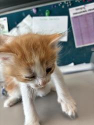 Shelter Stray Male Cat last seen Near S 900 W, SALT LAKE CITY, UT, 84104, Taylorsville, UT 84123