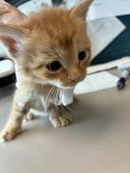 Shelter Stray Male Cat last seen Near S 900 W, SALT LAKE CITY, UT, 84104, Taylorsville, UT 84123