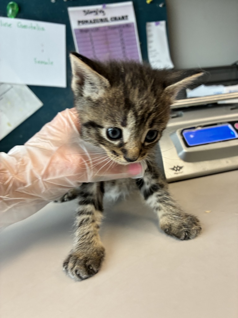 Shelter Stray Female Cat last seen Near S 900 W, SALT LAKE CITY, UT, 84104, Taylorsville, UT 84123