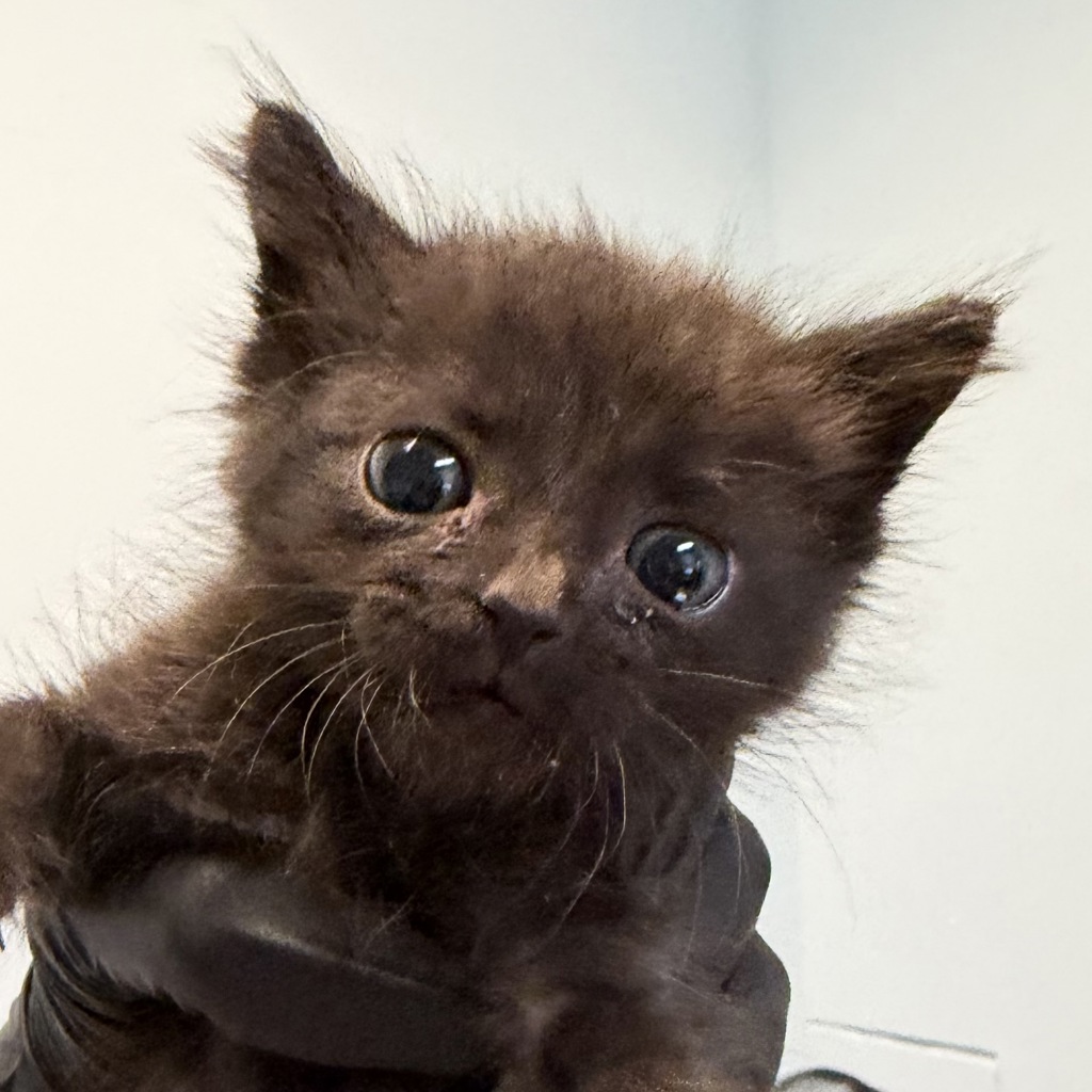 Shelter Stray Male Cat last seen Near Broadway, Chula Vista, CA, 91910, San Diego, CA 92110