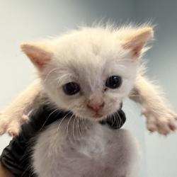 Shelter Stray Male Cat last seen Near Broadway, Chula Vista, CA, 91910, San Diego, CA 92110