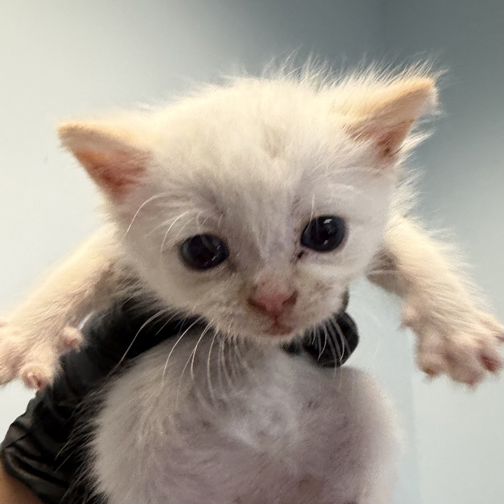 Shelter Stray Male Cat last seen Near Broadway, Chula Vista, CA, 91910, San Diego, CA 92110
