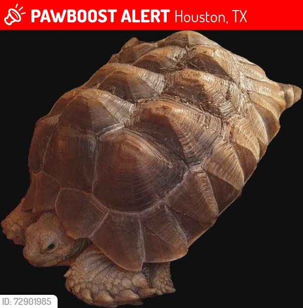 Lost Female Reptile last seen Meadowglen Lane, Houston, TX 77084