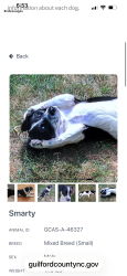 Reunited Male Dog last seen Greenview Dr., Greensboro, NC 27409