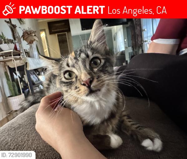 Lost Female Cat last seen Imperial and Abbott St, Lynwood, CA 90262