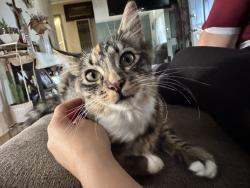 Lost Female Cat last seen Imperial and Abbott St, Lynwood, CA 90262