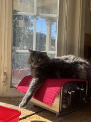 Lost Male Cat last seen Houston, La Palma, CA 90623