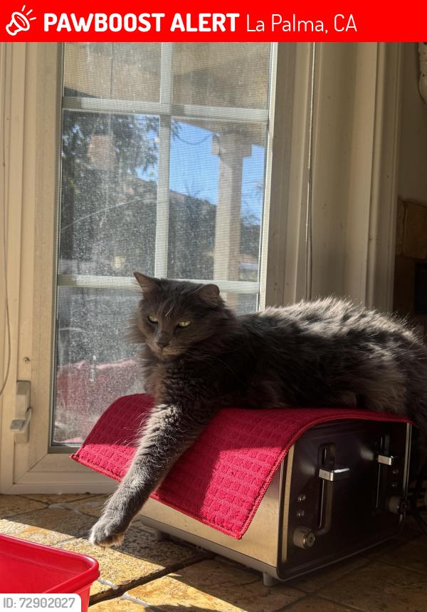 Lost Male Cat last seen Houston, La Palma, CA 90623