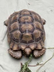 Found/Stray Unknown Reptile last seen Lullaby Lane & S Kenmore St, Anaheim, CA 92804