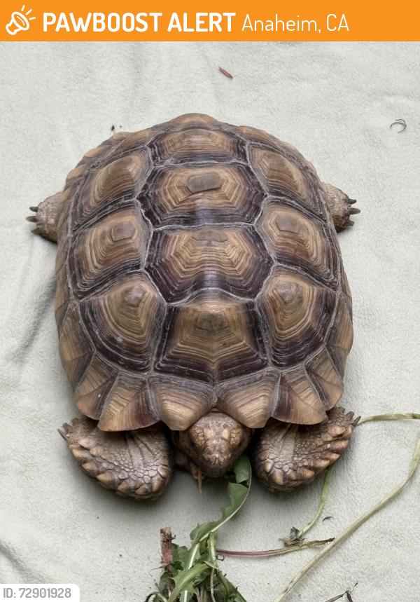 Found/Stray Unknown Reptile last seen Lullaby Lane & S Kenmore St, Anaheim, CA 92804