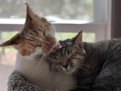 Lost Male Cat last seen Hope Valley Road , Durham, NC 27707