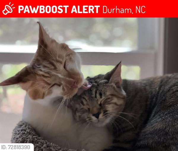 Lost Male Cat last seen Hope Valley Road , Durham, NC 27707
