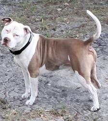 Reunited Male Dog last seen Engessor Road & Jerry Road, off of Highway 39, Zephyrhills, FL 33540