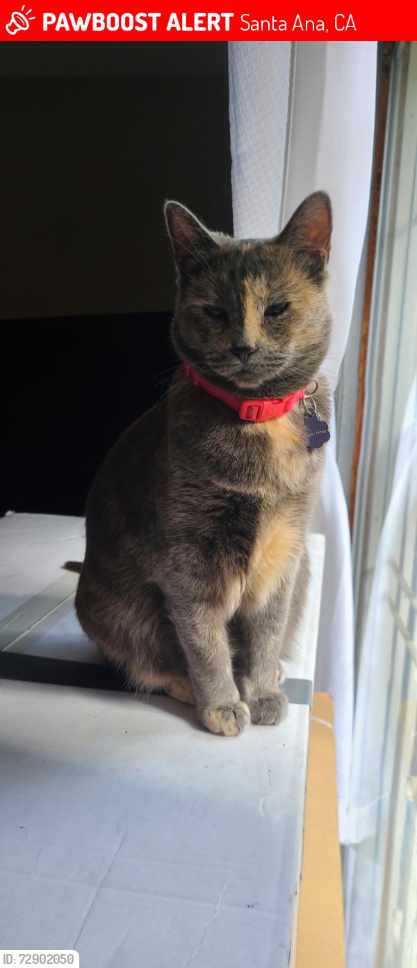 Lost Female Cat last seen Warner and Raitt , Santa Ana, CA 92704