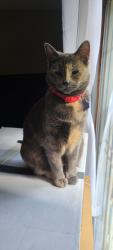 Lost Female Cat last seen Warner and Raitt , Santa Ana, CA 92704