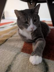 Reunited Female Cat last seen W pear at, Pearland, TX 77581