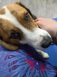 Lost Male Dog last seen Spies Rd, Moore County, NC 27325