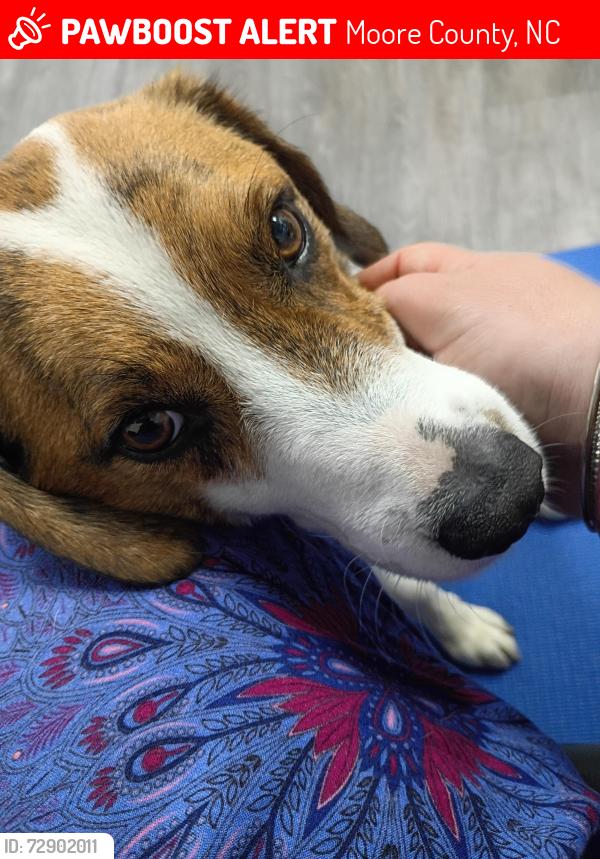 Lost Male Dog last seen Spies Rd, Moore County, NC 27325