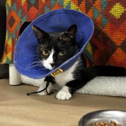 Shelter Stray Female Cat last seen , Greenville, SC 29609