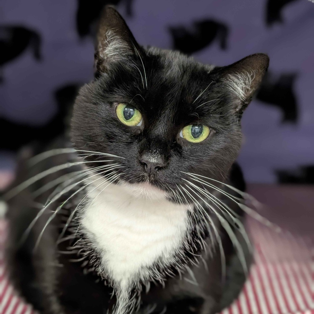 Shelter Stray Female Cat last seen , Greenville, SC 29609