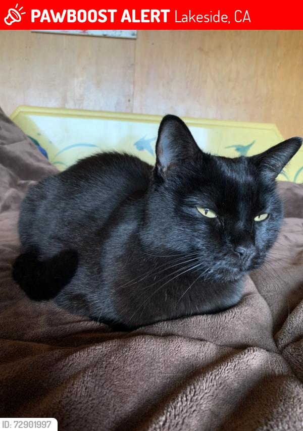 Lost Female Cat last seen Oak Creek, Lakeside, CA 92040