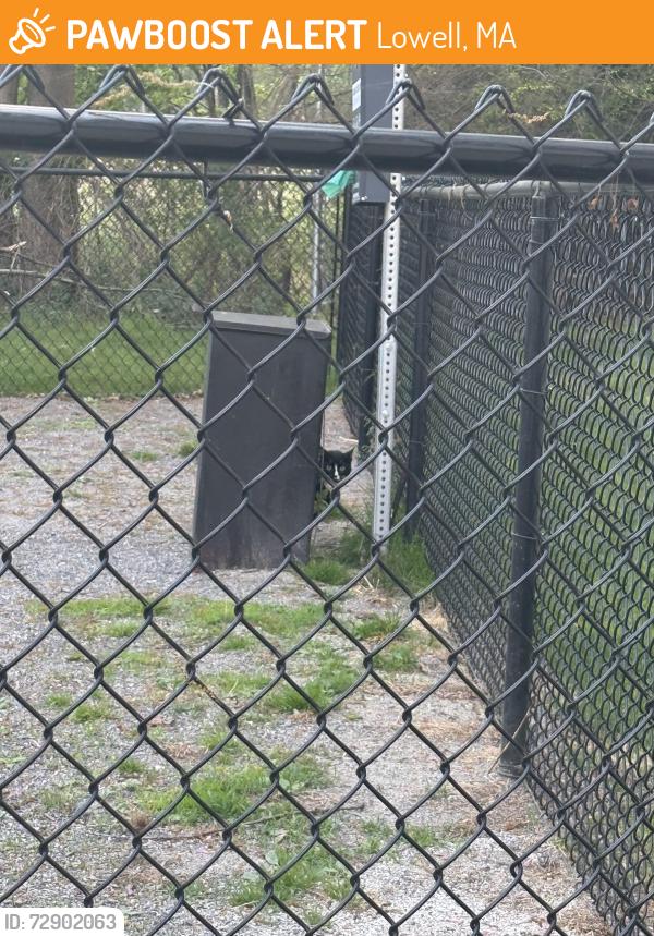 Found/Stray Unknown Cat last seen Dog park of princeton park cndmnium, Lowell, MA 01851