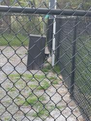 Found/Stray Unknown Cat last seen Dog park of princeton park cndmnium , Lowell, MA 01851