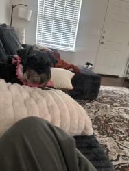 Lost Female Dog last seen Near Amelia Earhart blvd unit B, Killeen, TX 76543
