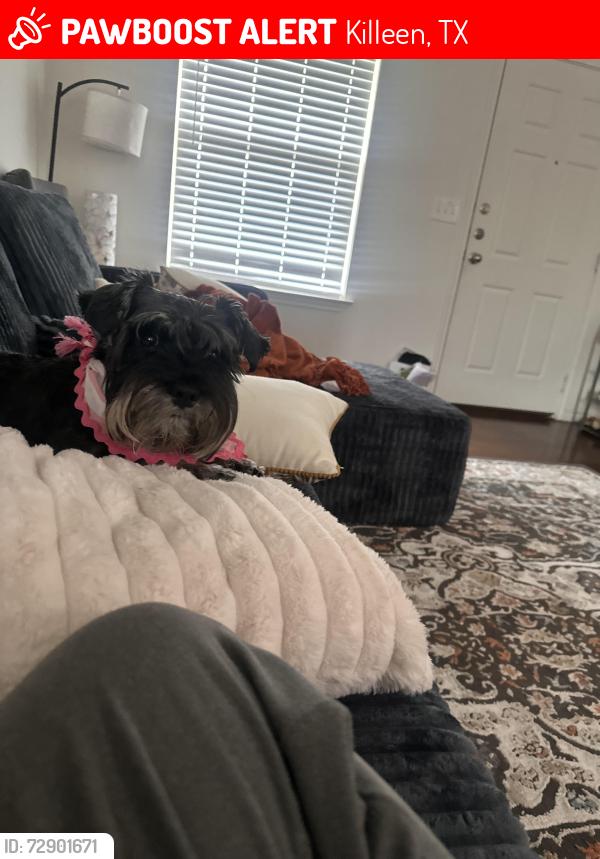 Lost Female Dog last seen Near Amelia Earhart blvd unit B, Killeen, TX 76543