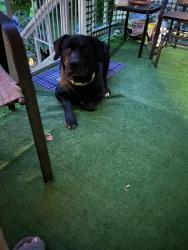 Lost Male Dog last seen Shannon rd, Girard, OH 44420
