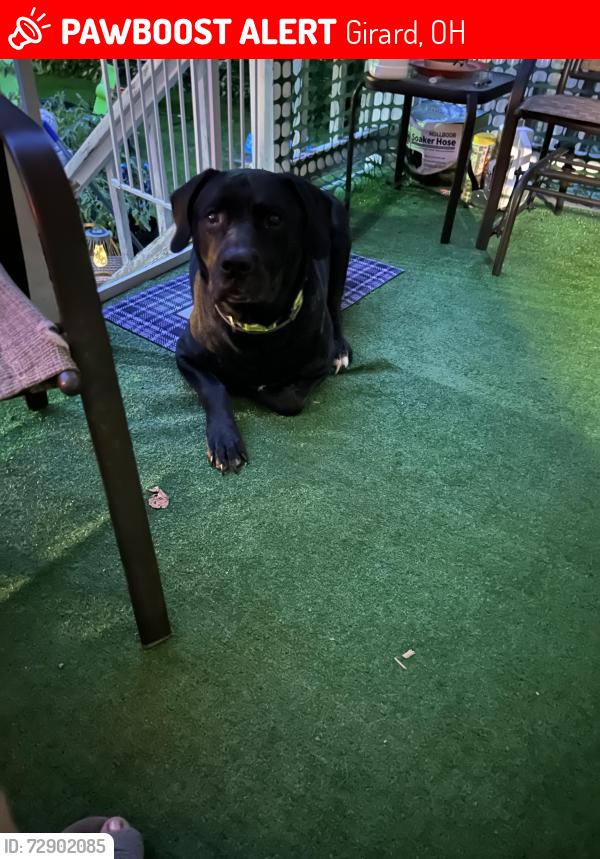 Lost Male Dog last seen Shannon rd, Girard, OH 44420