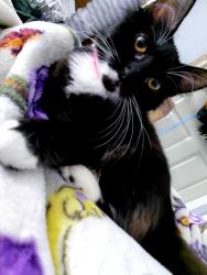 Lost Female Cat last seen Lake Arthur Ct off of Lake Village Blvd, Slidell, LA 70461