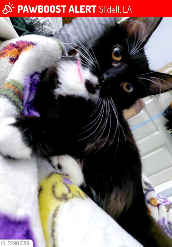 Lost Female Cat last seen Lake Arthur Ct off of Lake Village Blvd, Slidell, LA 70461