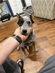 Reunited Female Dog last seen Near sydnor road, Spartanburg, SC 29307