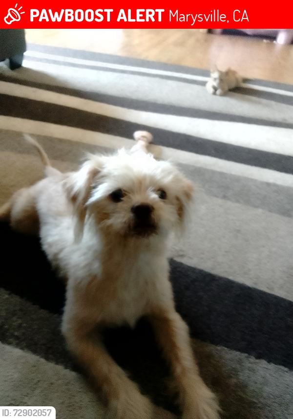 Lost Male Dog last seen Rideout way & huston behind McKinney , Marysville, CA 95901