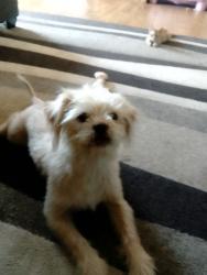 Lost Male Dog last seen Rideout way & huston behind McKinney , Marysville, CA 95901