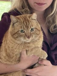 Found/Stray Male Cat last seen Old trails/ Newkirk , Spokane, WA 99224