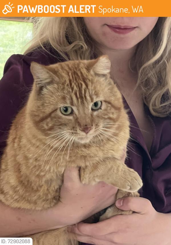 Found/Stray Male Cat last seen Old trails/ Newkirk, Spokane, WA 99224