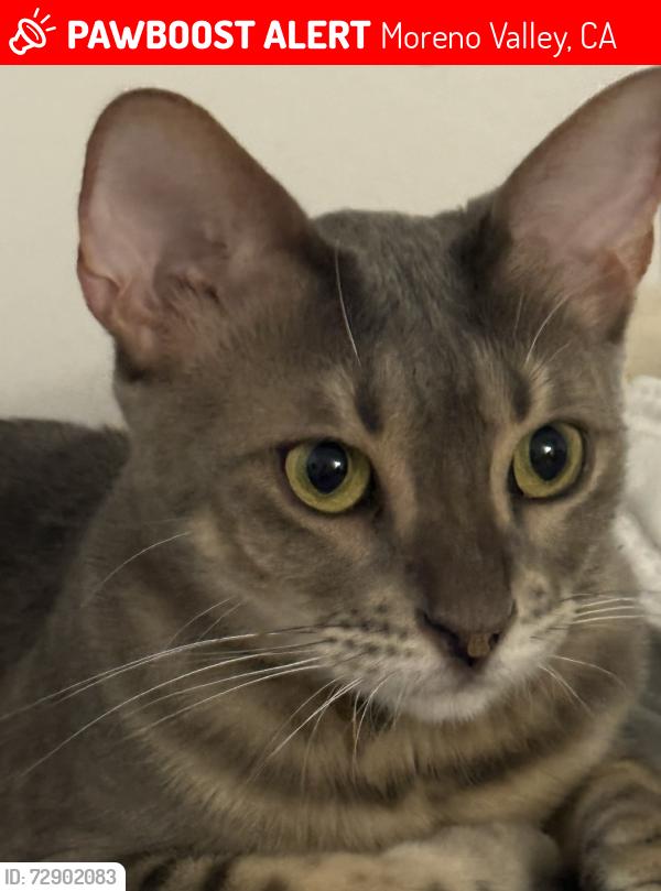 Lost Female Cat last seen Homes near rancho , Moreno Valley, CA 92551