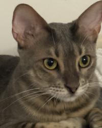 Lost Female Cat last seen Homes near rancho , Moreno Valley, CA 92551